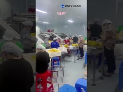 WG210 Elektryczna Przemysłowa Maszyna do pakowania zestawów do suszonych owoców